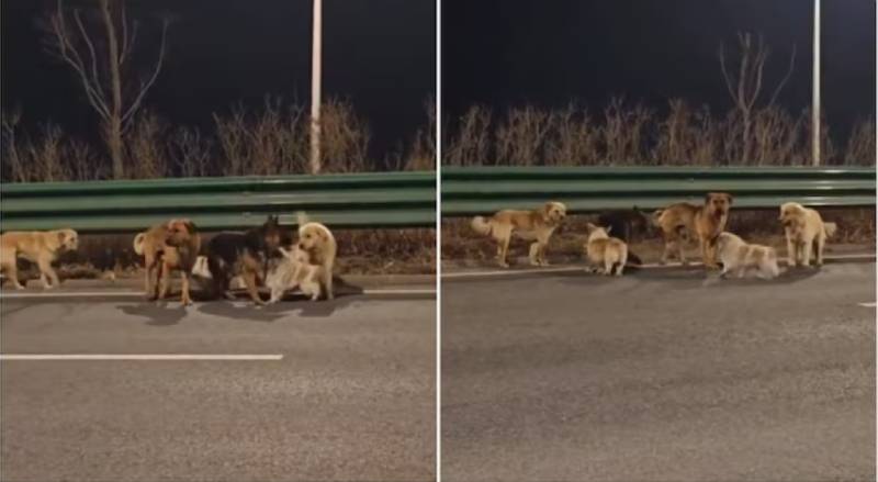 တရုတ်တွင် ခွေးသားကုန်သည်များလက်မှ ထွက်ပြေးလွတ်မြောက်လာသည့် ခွေး ၇ ကောင် ၁၇ ကီလိုမီတာခရီး နှင်၍ အိမ်ပြန်ရောက်ရှိ