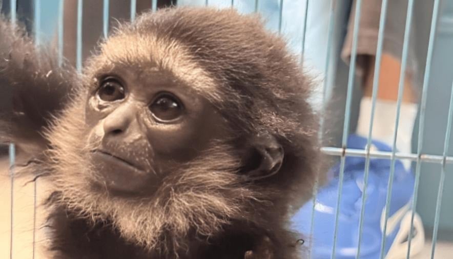 ထိုင်းလေဆိပ်တွင် မျောက်လွှဲကျော်များနှင့် ပုတ်သင်ညိုများ မှောင်ခိုကူးရန် ကြိုးပမ်းသည့် အိန္ဒိယအမျိုးသား ဖမ်းဆီးခံရ