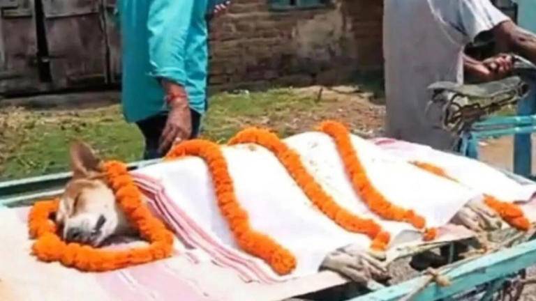 ကလေး ၃၀ ကျော်ကို ကာကွယ်ရန် အဆိပ်ပြင်းမြွေဟောက်အား တိုက်ခိုက်ရင်း အသက်ပေးသွားခဲ့သည့် လမ်းဘေးခွေးလေး ကာလီ